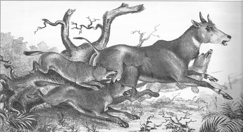 dhole (Cuon alpinus), nilgai or blue bull (Boselaphus tragocamelus); DISPLAY FULL IMAGE.