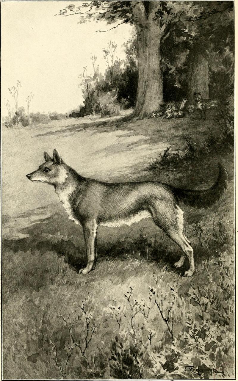 dhole (Cuon alpinus); DISPLAY FULL IMAGE.