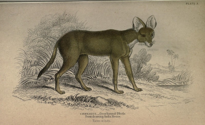 dhole (Cuon alpinus); DISPLAY FULL IMAGE.
