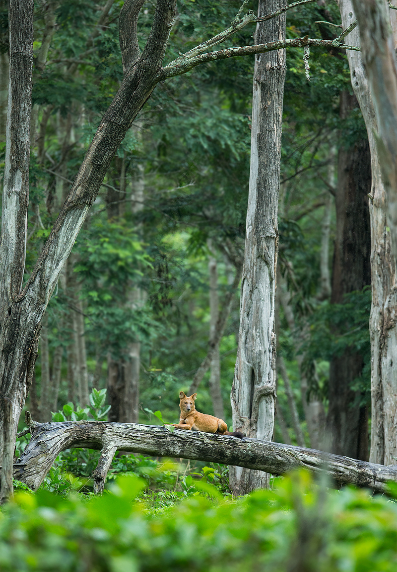 dhole, Asiatic wild dog (Cuon alpinus); DISPLAY FULL IMAGE.