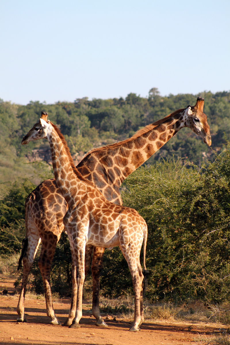 Giraffes -- giraffe (Giraffa camelopardalis); DISPLAY FULL IMAGE.
