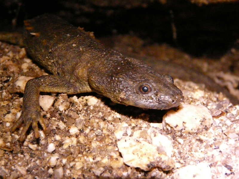 Iberian ribbed newt, sharp-ribbed salamander (Pleurodeles waltl); DISPLAY FULL IMAGE.