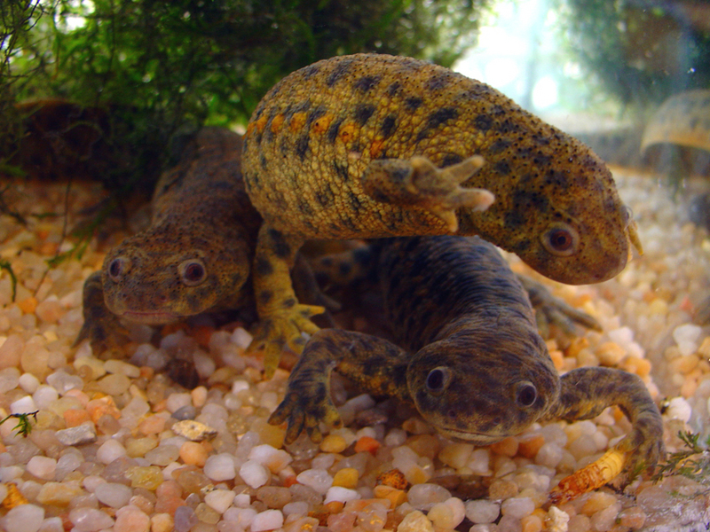 Iberian ribbed newt (Pleurodeles waltl); DISPLAY FULL IMAGE.