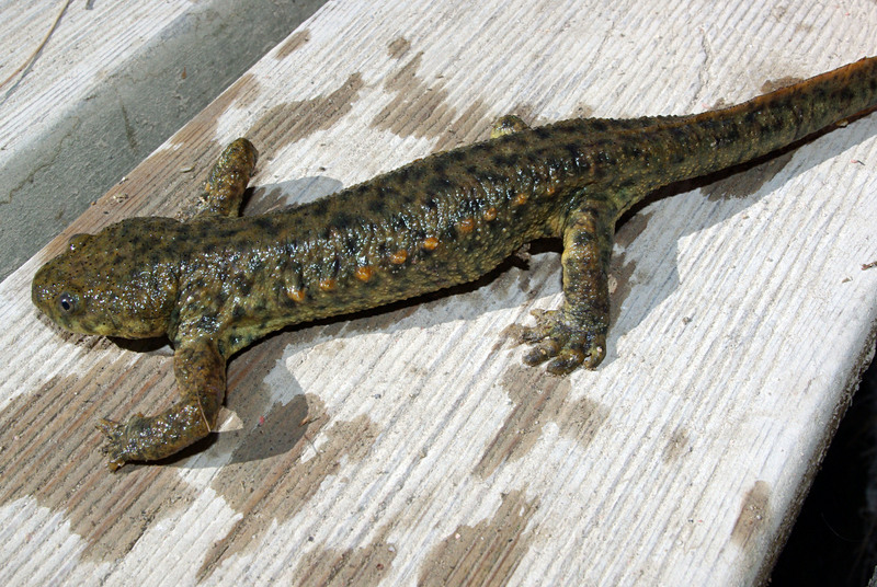 Iberian ribbed newt (Pleurodeles waltl); DISPLAY FULL IMAGE.