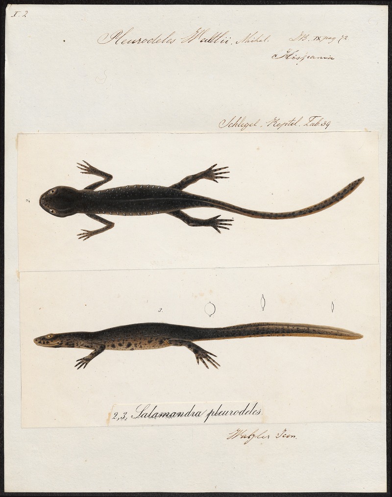 Iberian ribbed newt (Pleurodeles waltl); DISPLAY FULL IMAGE.