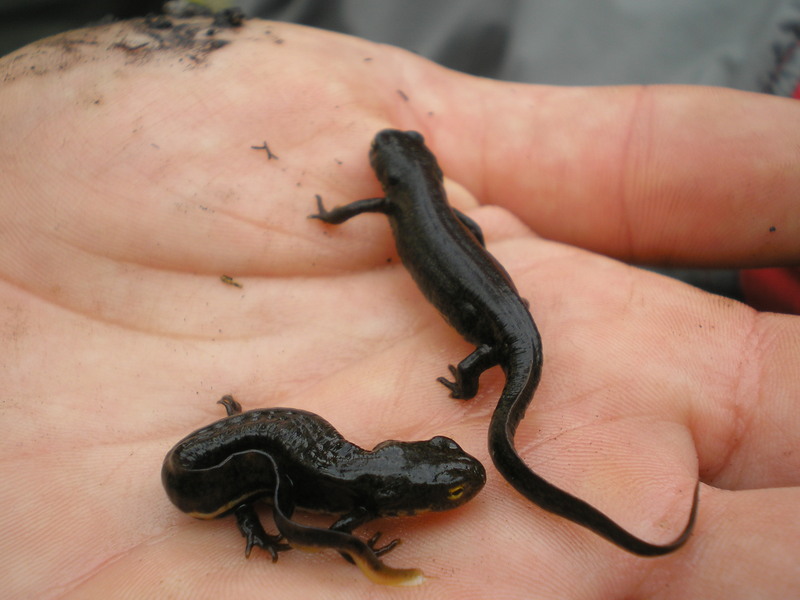 Iberian newt (Lissotriton boscai); DISPLAY FULL IMAGE.