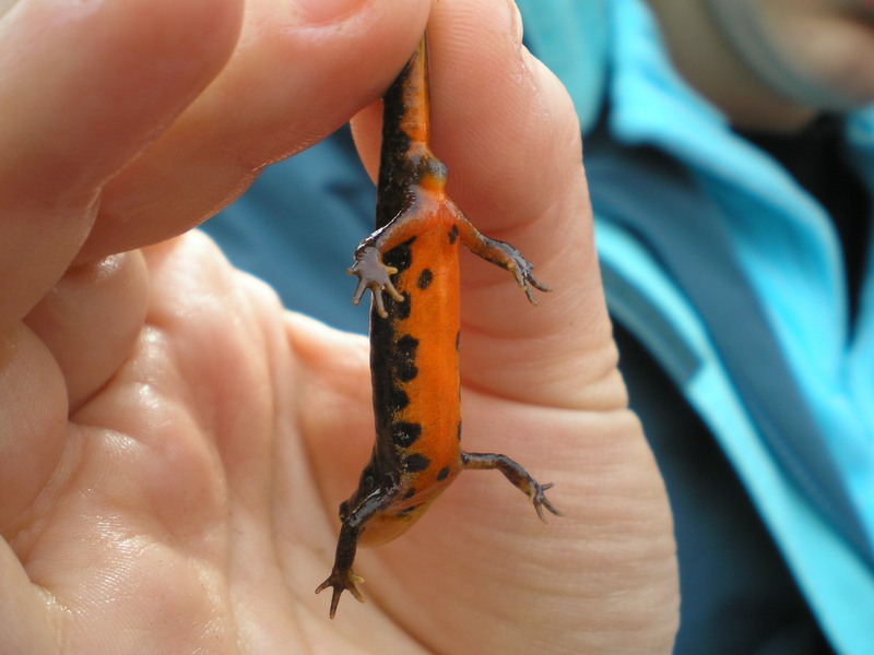 Iberian newt (Lissotriton boscai); DISPLAY FULL IMAGE.