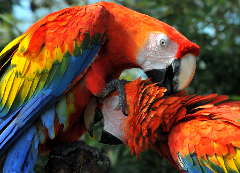 scarlet macaw (Ara macao); DISPLAY FULL IMAGE.