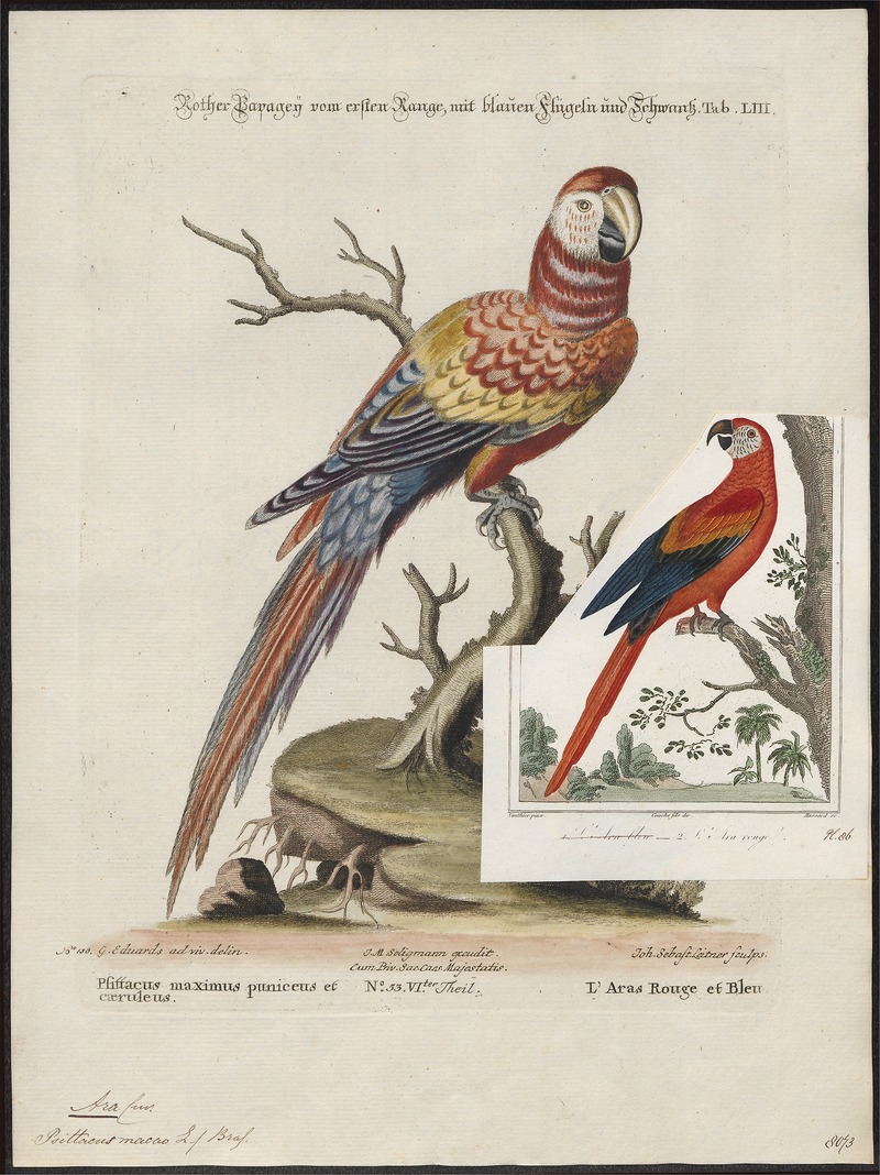 scarlet macaw (Ara macao); DISPLAY FULL IMAGE.