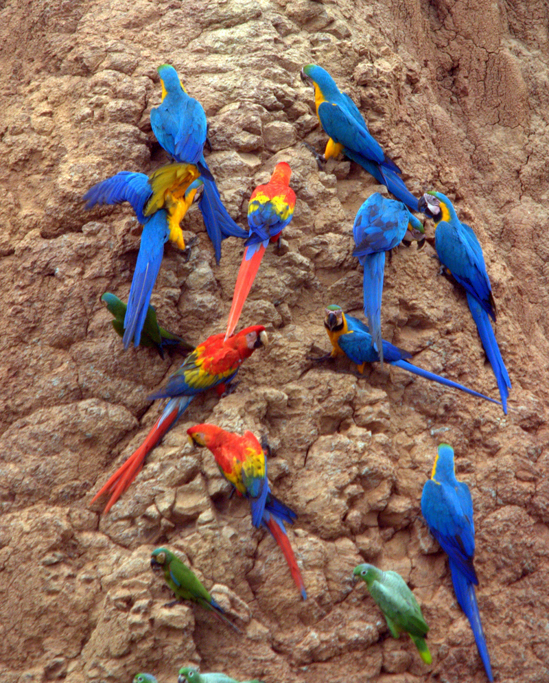 blue-and-yellow macaw (Ara ararauna), scarlet macaw (Ara macao), mealy amazon (Amazona farinosa), severe macaw (Ara severus); DISPLAY FULL IMAGE.