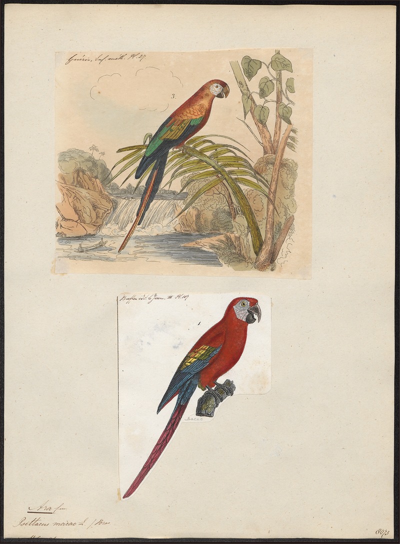 scarlet macaw (Ara macao); DISPLAY FULL IMAGE.