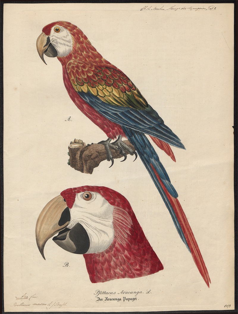 scarlet macaw (Ara macao); DISPLAY FULL IMAGE.