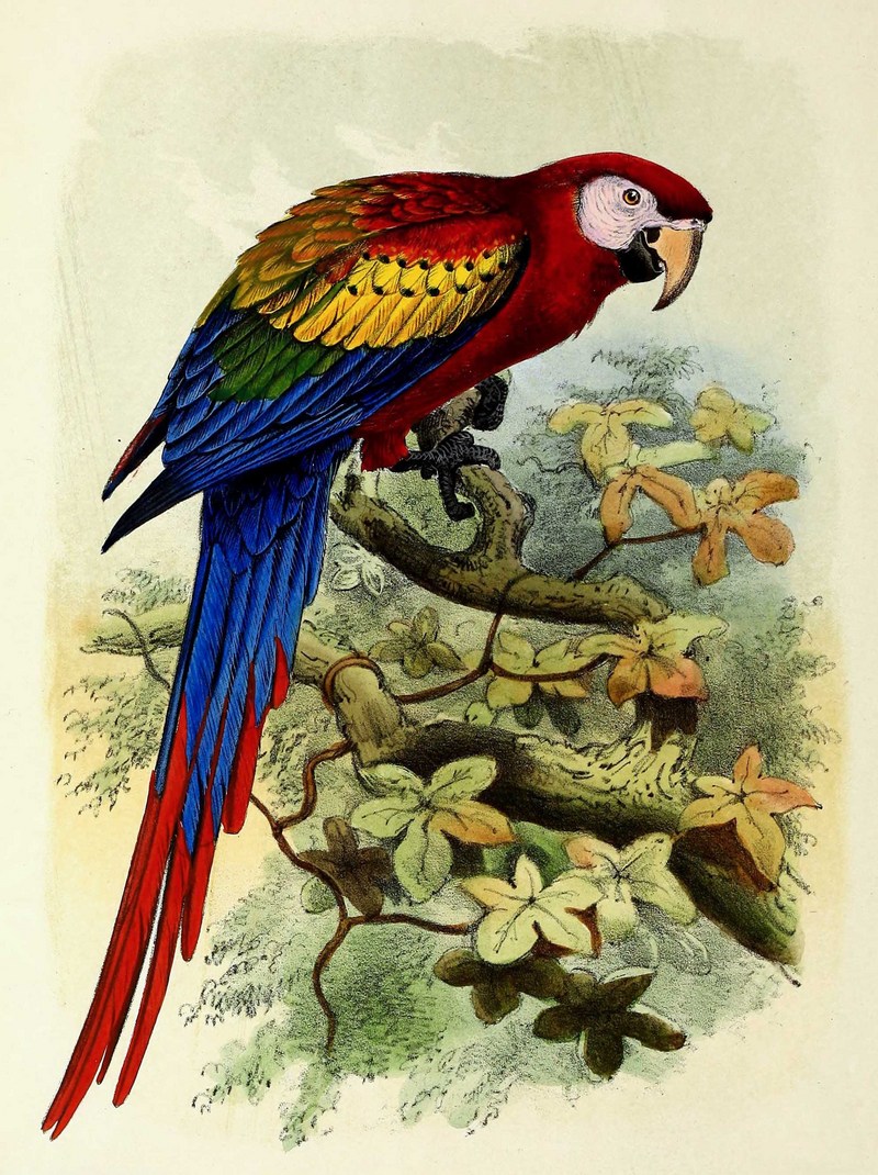 scarlet macaw (Ara macao); DISPLAY FULL IMAGE.