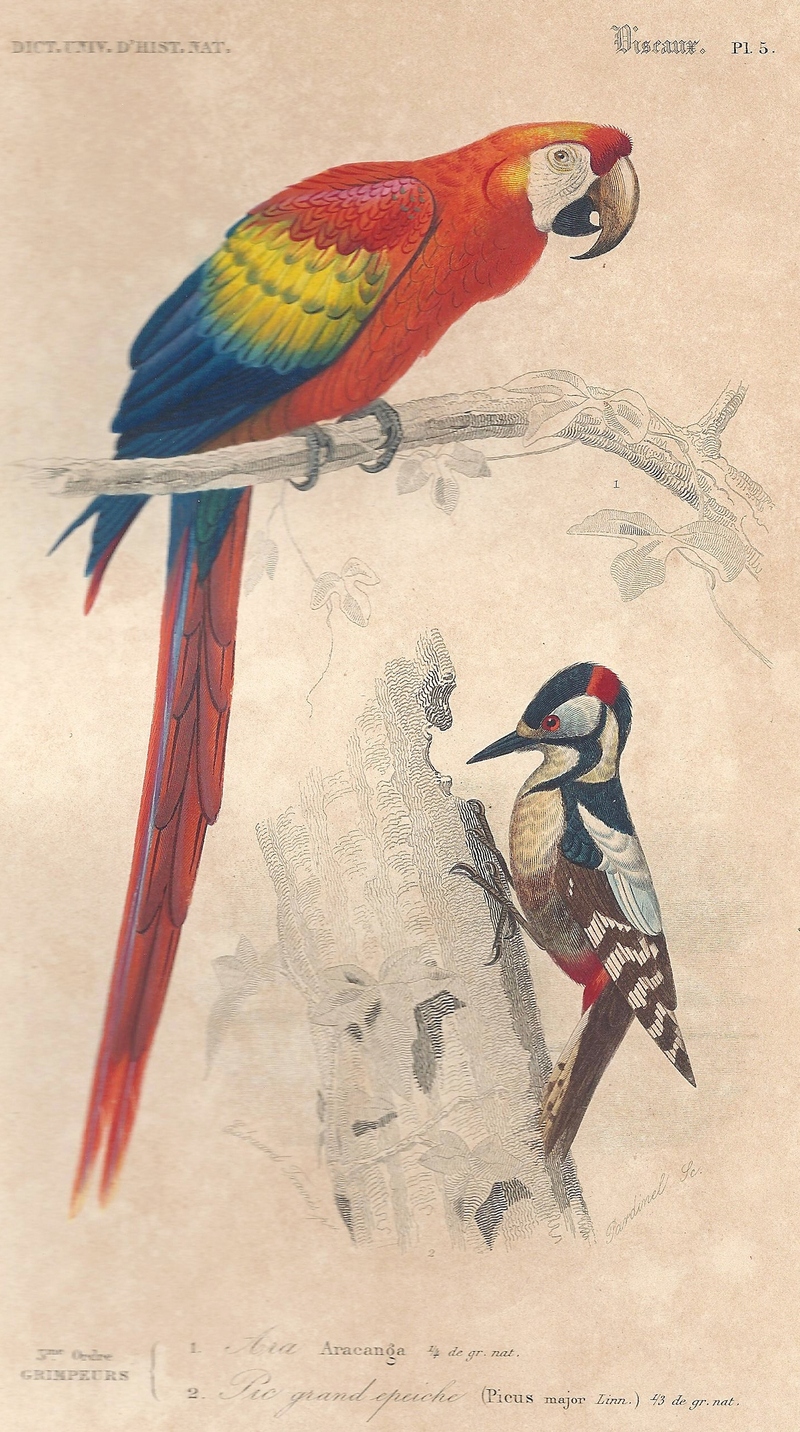 scarlet macaw (Ara macao), great spotted woodpecker (Dendrocopos major); DISPLAY FULL IMAGE.