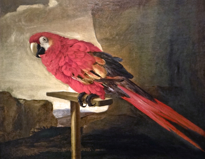 scarlet macaw (Ara macao); DISPLAY FULL IMAGE.
