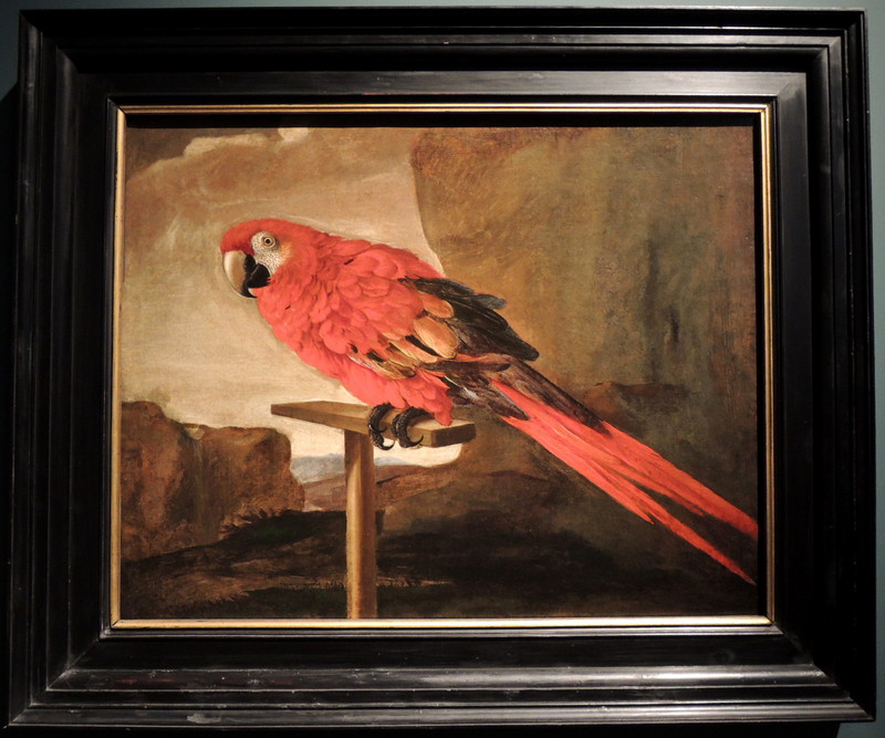 scarlet macaw (Ara macao); DISPLAY FULL IMAGE.