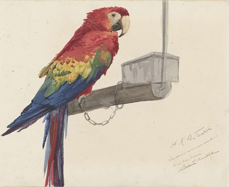 scarlet macaw (Ara macao); DISPLAY FULL IMAGE.