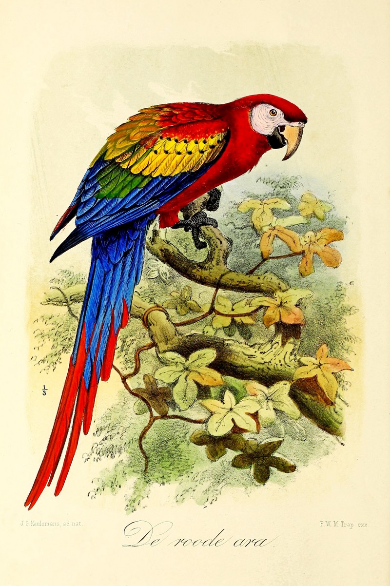 scarlet macaw (Ara macao); DISPLAY FULL IMAGE.