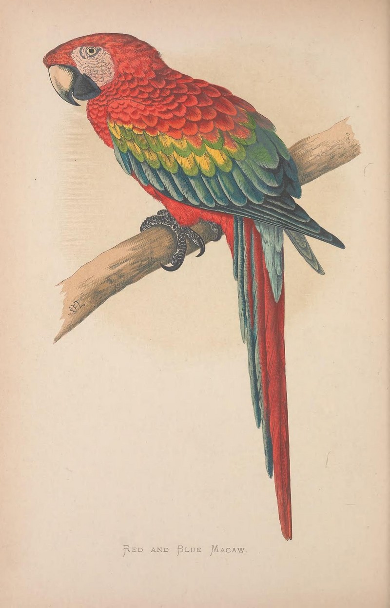 scarlet macaw (Ara macao); DISPLAY FULL IMAGE.
