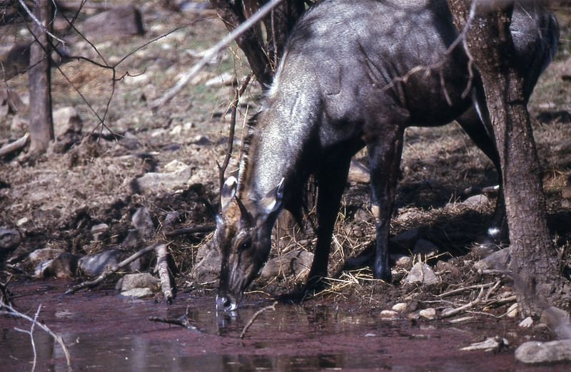 nilgai, blue bull (Boselaphus tragocamelus); DISPLAY FULL IMAGE.