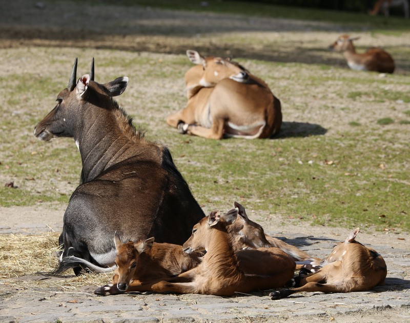 nilgai, blue bull (Boselaphus tragocamelus); DISPLAY FULL IMAGE.