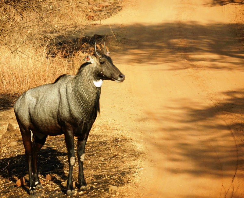 nilgai, blue bull (Boselaphus tragocamelus); DISPLAY FULL IMAGE.