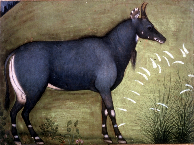 nilgai, blue bull (Boselaphus tragocamelus); DISPLAY FULL IMAGE.