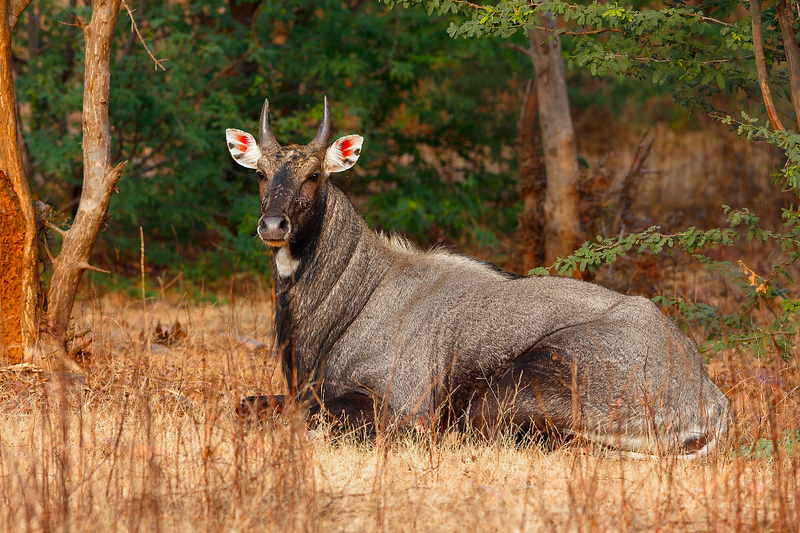 nilgai, blue bull (Boselaphus tragocamelus); DISPLAY FULL IMAGE.