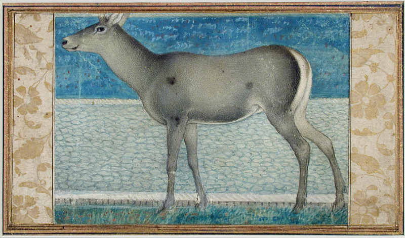 nilgai, blue bull (Boselaphus tragocamelus); DISPLAY FULL IMAGE.