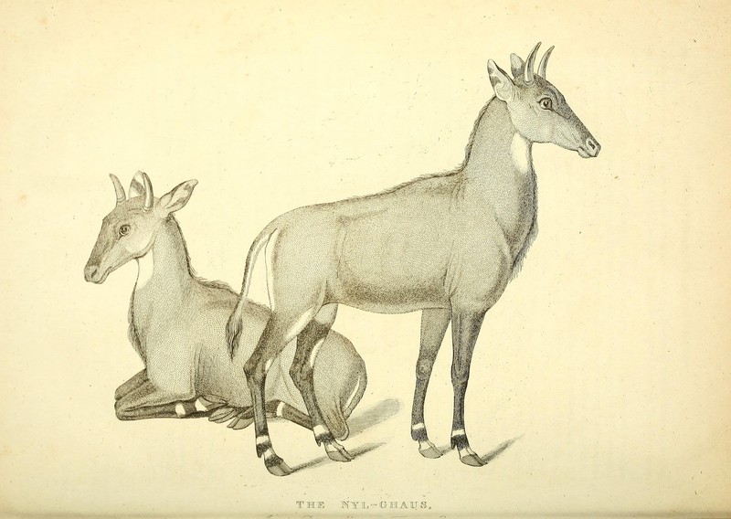nilgai, blue bull (Boselaphus tragocamelus); DISPLAY FULL IMAGE.