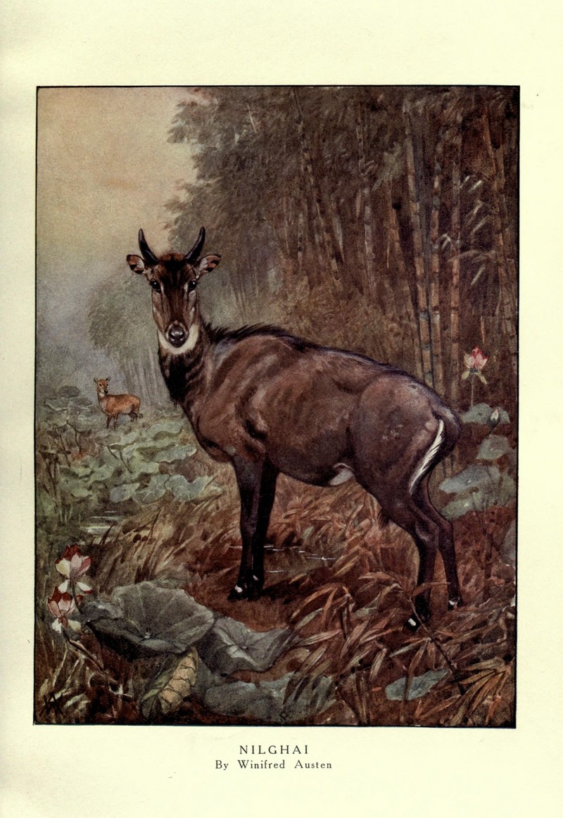 nilgai, blue bull (Boselaphus tragocamelus); DISPLAY FULL IMAGE.
