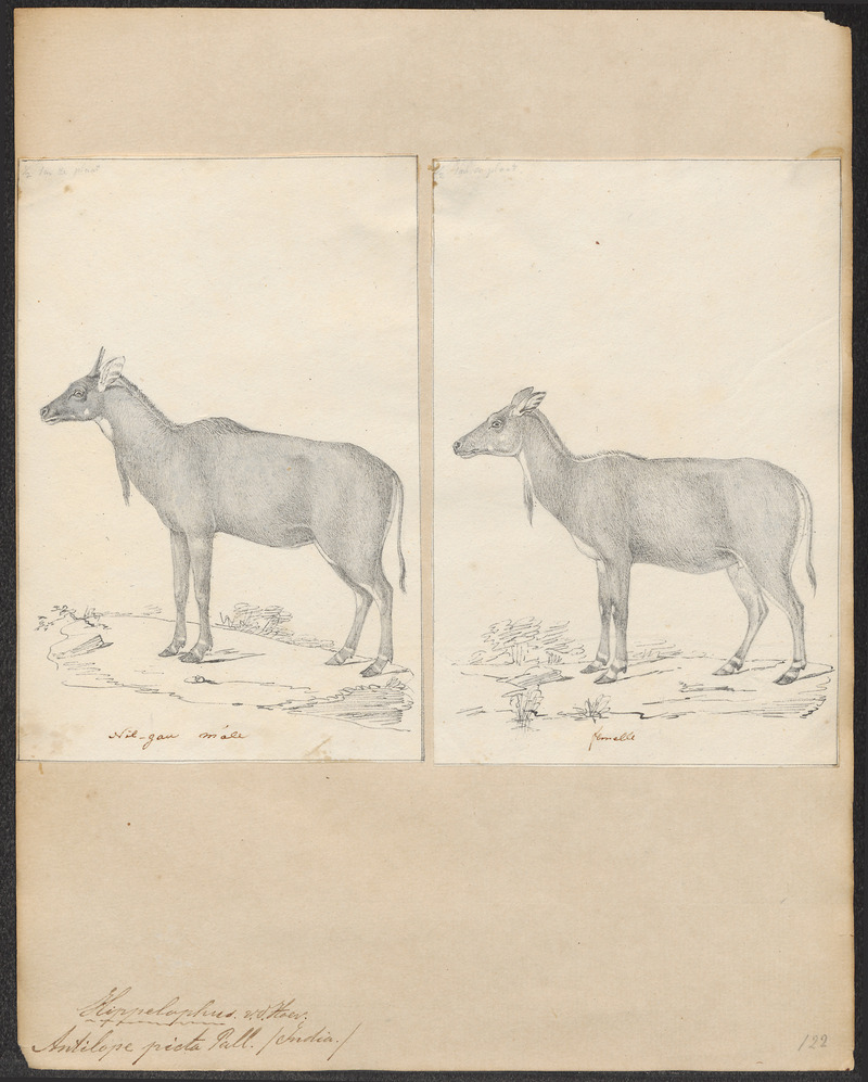 nilgai, blue bull (Boselaphus tragocamelus); DISPLAY FULL IMAGE.