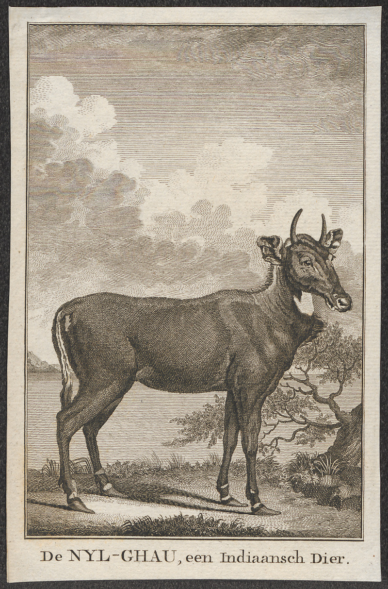 nilgai, blue bull (Boselaphus tragocamelus); DISPLAY FULL IMAGE.