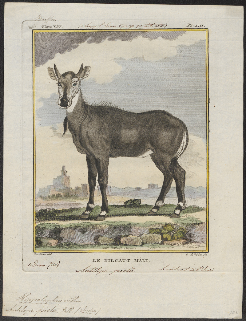 nilgai, blue bull (Boselaphus tragocamelus); DISPLAY FULL IMAGE.