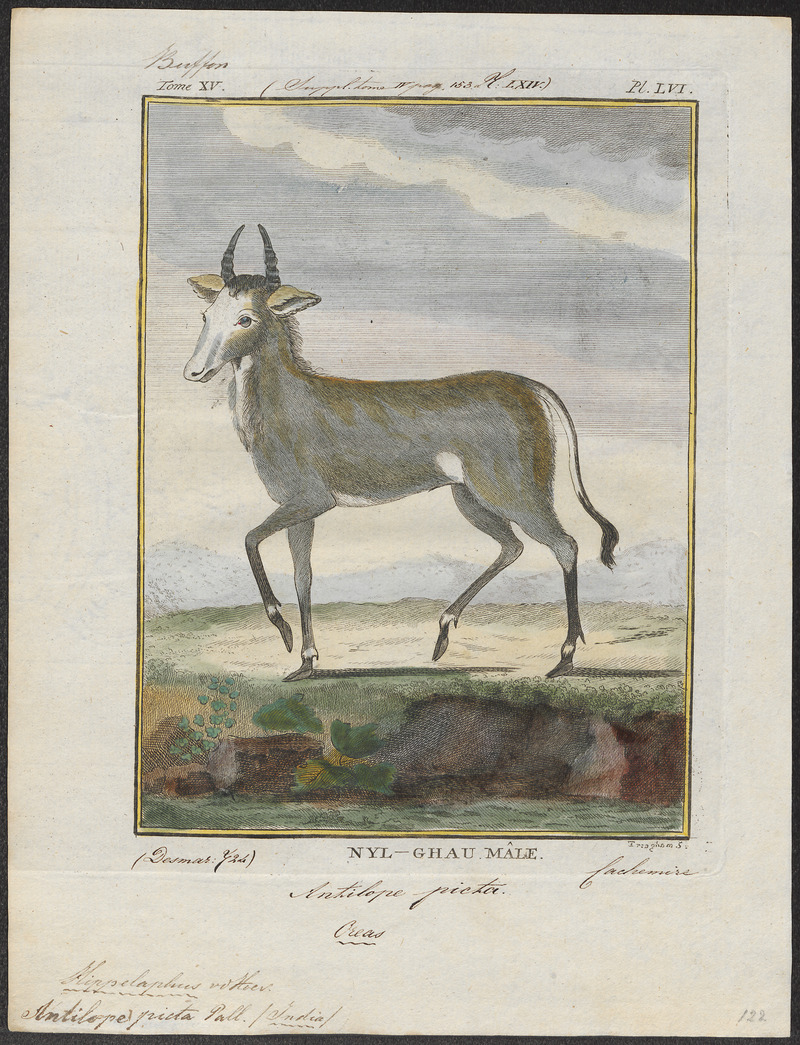 nilgai, blue bull (Boselaphus tragocamelus); DISPLAY FULL IMAGE.