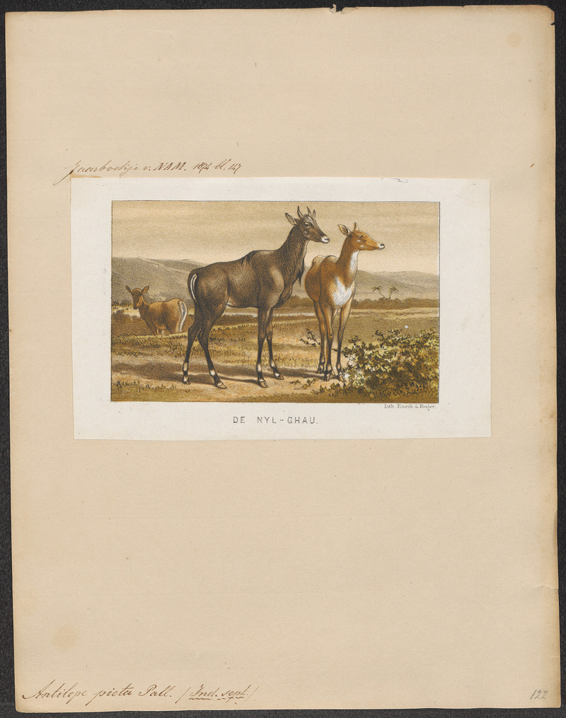 nilgai, blue bull (Boselaphus tragocamelus); DISPLAY FULL IMAGE.