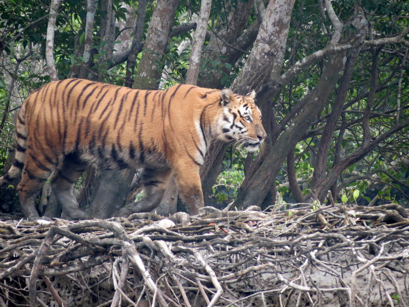 Bengal tiger (Panthera tigris tigris); DISPLAY FULL IMAGE.