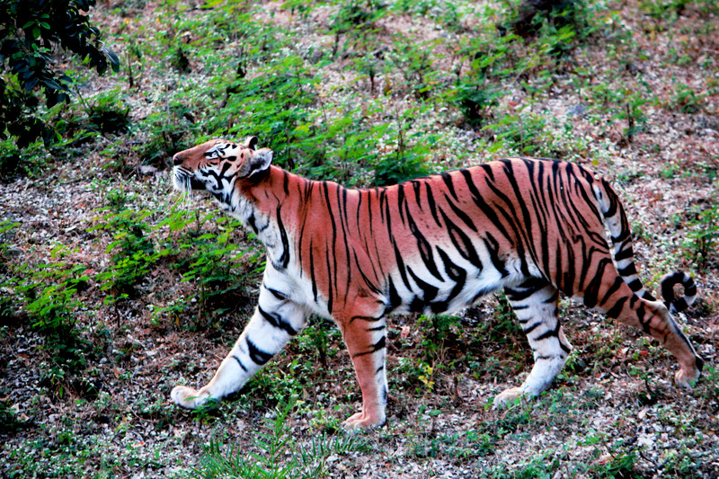 Bengal tiger (Panthera tigris tigris); DISPLAY FULL IMAGE.