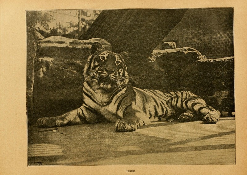 Bengal tiger (Panthera tigris tigris); DISPLAY FULL IMAGE.