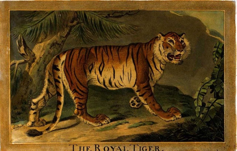 Bengal tiger (Panthera tigris tigris); DISPLAY FULL IMAGE.