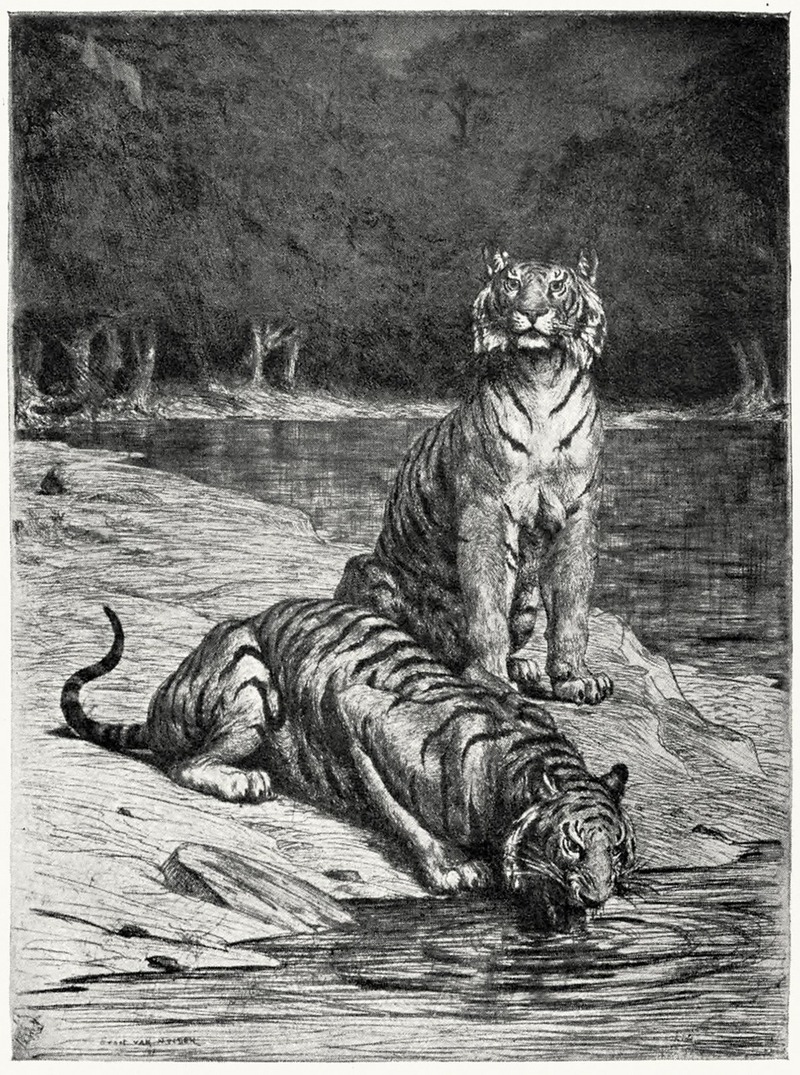 Bengal tiger (Panthera tigris tigris); DISPLAY FULL IMAGE.