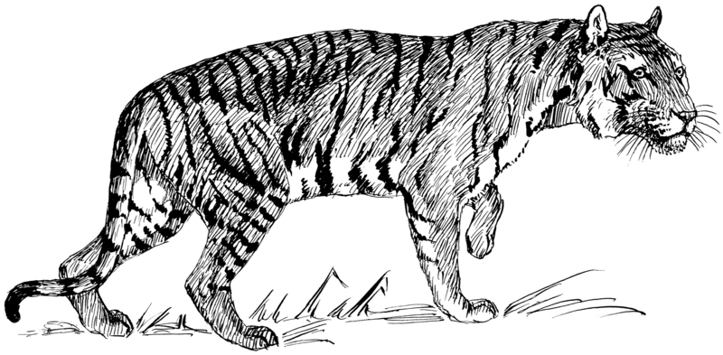 Bengal tiger (Panthera tigris tigris); DISPLAY FULL IMAGE.