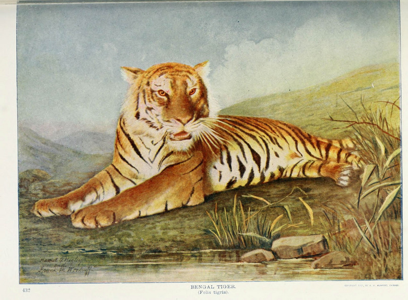 Bengal tiger (Panthera tigris tigris); DISPLAY FULL IMAGE.