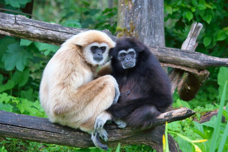 lar gibbon (Hylobates lar); DISPLAY FULL IMAGE.