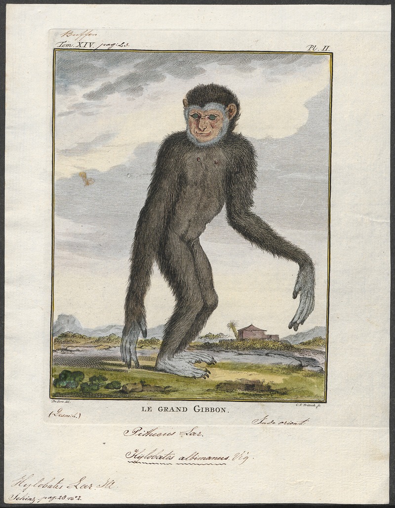 lar gibbon (Hylobates lar); DISPLAY FULL IMAGE.