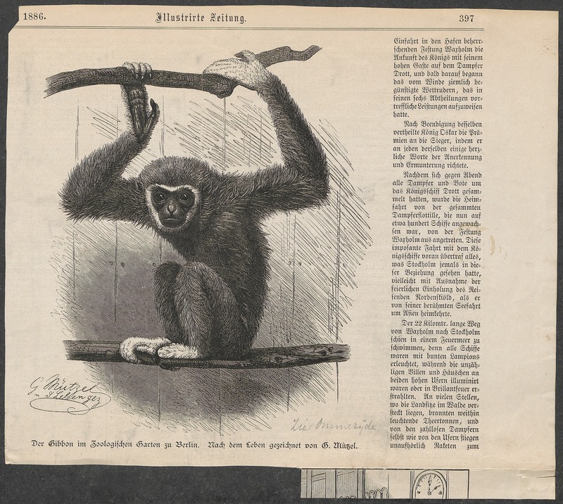 lar gibbon (Hylobates lar); DISPLAY FULL IMAGE.