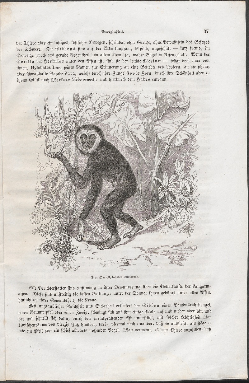 lar gibbon (Hylobates lar); DISPLAY FULL IMAGE.