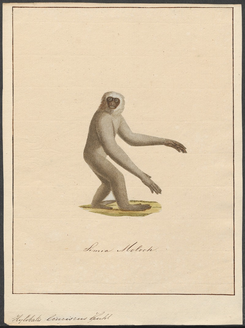 lar gibbon (Hylobates lar); DISPLAY FULL IMAGE.
