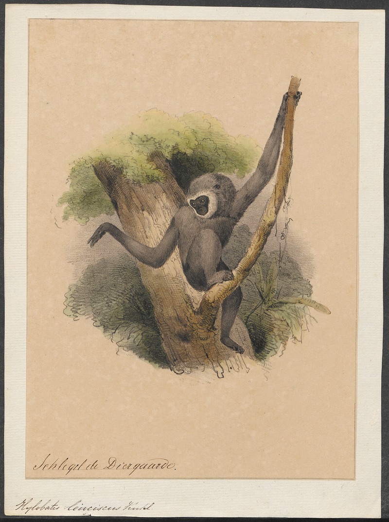 lar gibbon (Hylobates lar); DISPLAY FULL IMAGE.