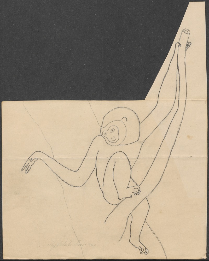 lar gibbon (Hylobates lar); DISPLAY FULL IMAGE.